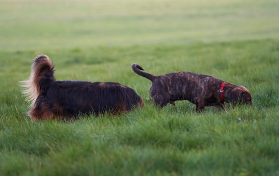 Shot of a two dogs