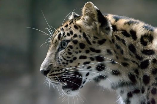 Shot of the head of leopard
