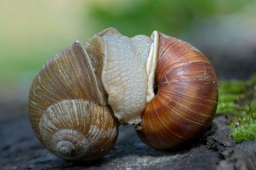 Two snails in the garden - look like a wrestlers