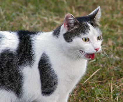 Shot of the cat with flabbergasted look