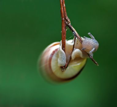 Detail of the snail. Snail like pendulum.