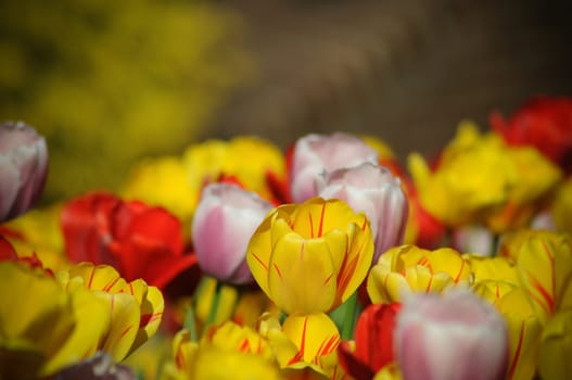 Beautiful colorful tulips in the garden photo was taken in Maryland Public Park 