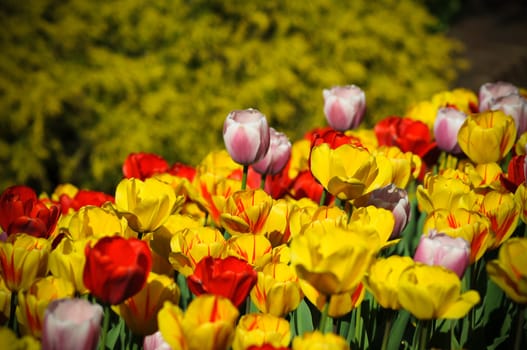 Beautiful colorful tulips in the garden photo was taken in Maryland Public Park 
