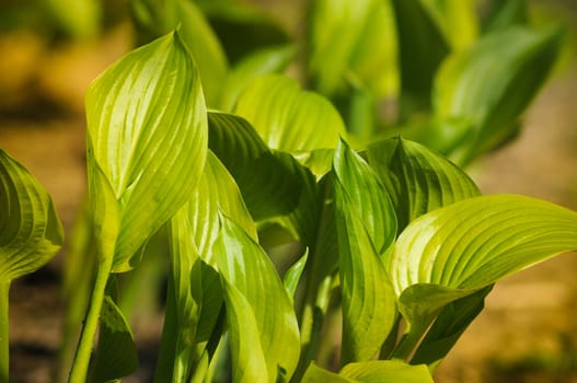 fresh spring leaves in a garden. photo was taken in the Public Park � Silver Spring Maryland