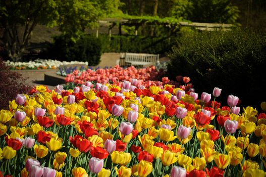 Beautiful colorful tulips in the garden photo was taken in Maryland Public Park 