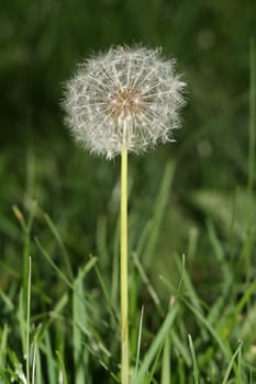 dandelion in the grass