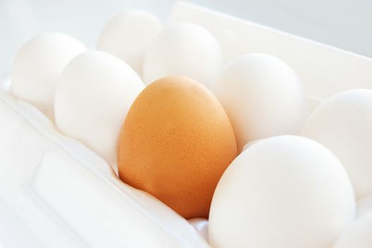 One brown egg among white eggs