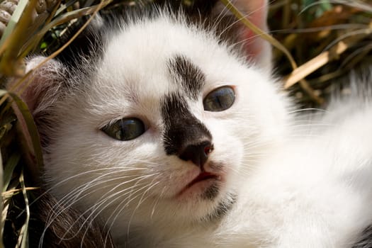 close-up kitten head