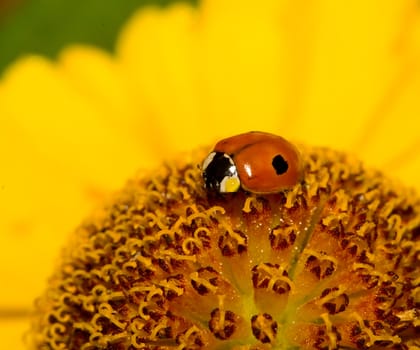 close-up ladybug in yellow flower