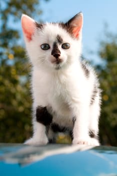 close-up sitting kitten on car with reflection