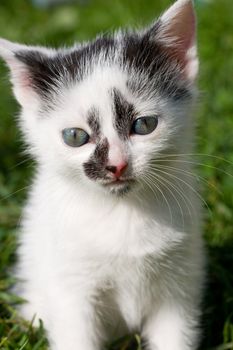 close-up sitting kitten on green grass background
