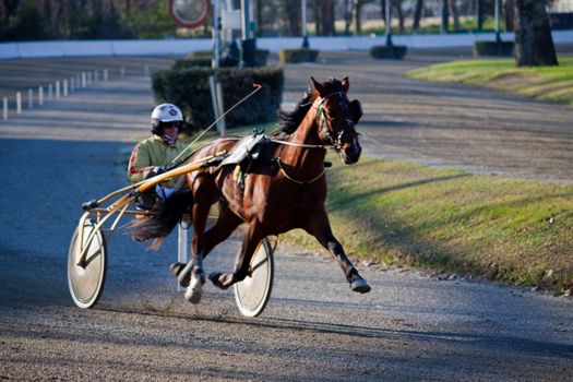 An image of horse trotting cart race competition