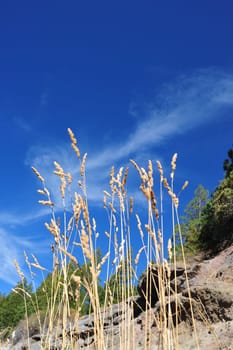Tall stalks of dried wild grass seeds against a blue sky and whispy clouds.