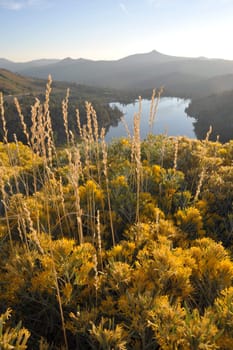 Fall wild flowers and dry grasses glow in the early morning golden glow of the sunrise.