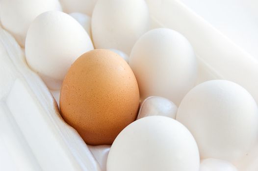 One brown egg among white eggs