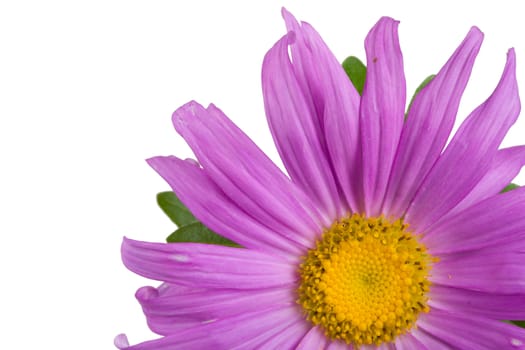 close-up fresh purple aster, isolated on white