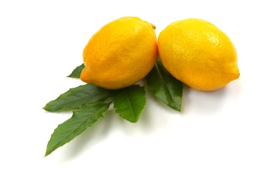 Two fresh yellow lemon with green leaves on white background. Close up
