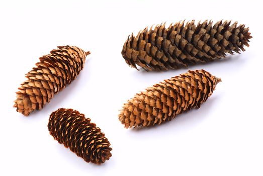 Four pine cone isolated on white background. 