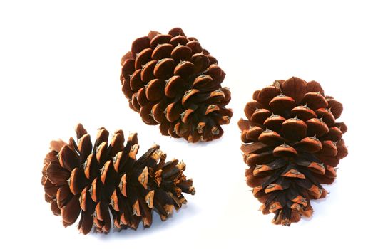 Three pine cone isolated on white background. 