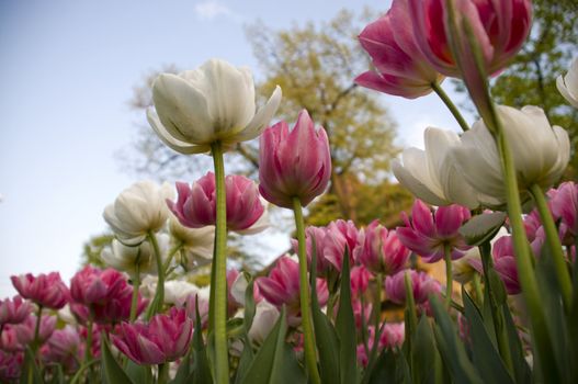 pink and white tulips