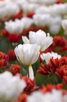 red and white field of tulips, delicate and beautiful