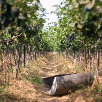 path in a blue grape vineyard with a half of old wine barrel, selective focus on grapes lit with light