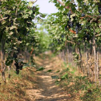 path in a blue grape vineyard, Sula Wines, India