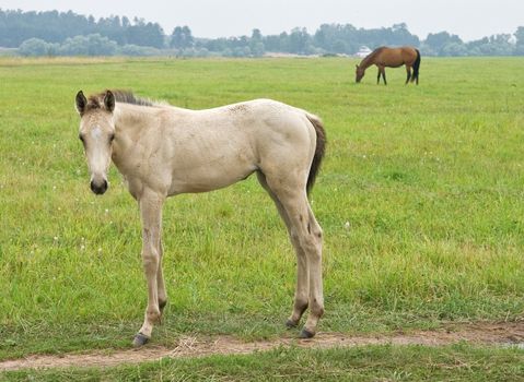 Young white foal standing on a field road