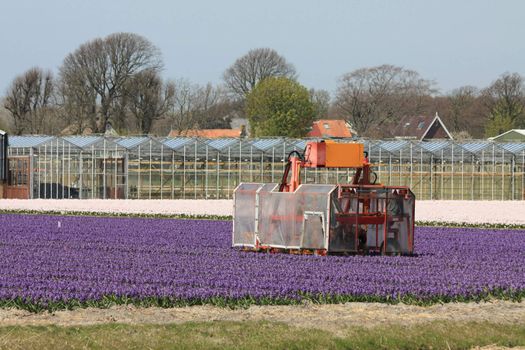 Dutch floral industry, fields with pink and white hyacints and greenhouses in the background