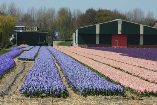 Dutch floral industry, fields with blue, pink and purple hyacints