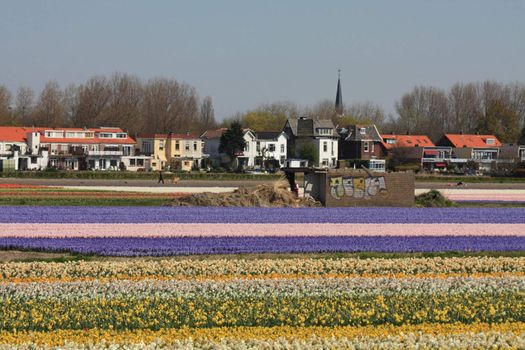 Dutch floral industry, fields with various flowers: daffodils, hyacints and tulips