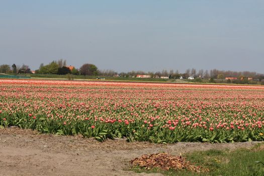 Dutch floral industry, different shades of tulips on a field