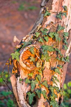 Hedera creeping up an old tree at springtime