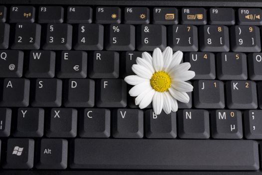 a white marguerite on a laptop computer keyboard