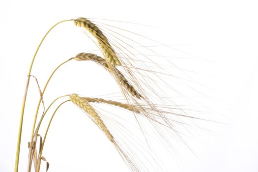 single wheat plants on a white background
