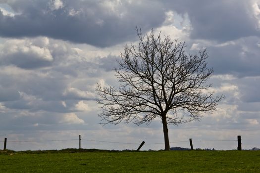 Tree in front of a spring sky