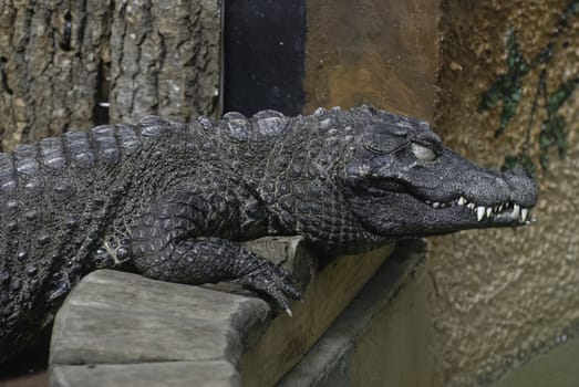 A large alligator in captivity with large sharp teeth