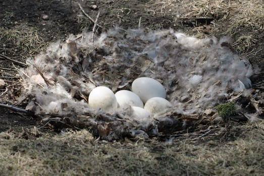 A goose nest with five white eggs ready to hatch
