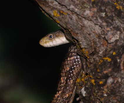 A snake in a tree shot at night in the forest