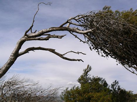 landscape and tree