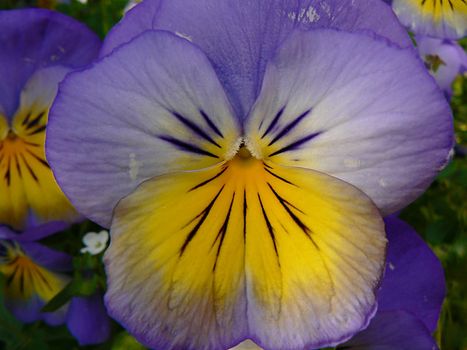 flowers yellow and purpule