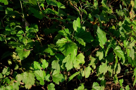 Green leaves of a bush. A background