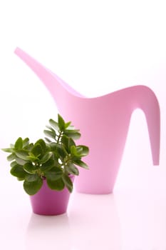 photo of a green plant in pink pot with ewer