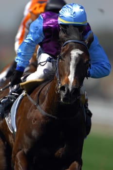 thoroughbred  Race horses coming to the finish during a race. 