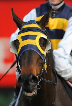 A thoroughbred Race horse after finishing a race. 