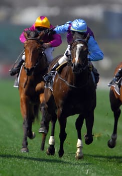 thoroughbred  Race horses coming to the finish during a race. 