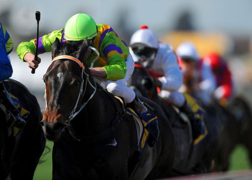 thoroughbred  Race horse coming to the finish during a race. 