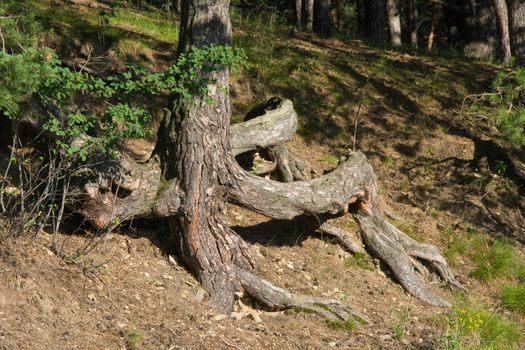 Pine tree with open curved roots growing on a hill