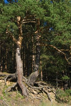 Two pine trees with curved roots growing on a hill