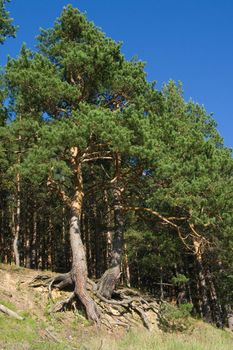 Two pine trees with curved roots growing on a hill